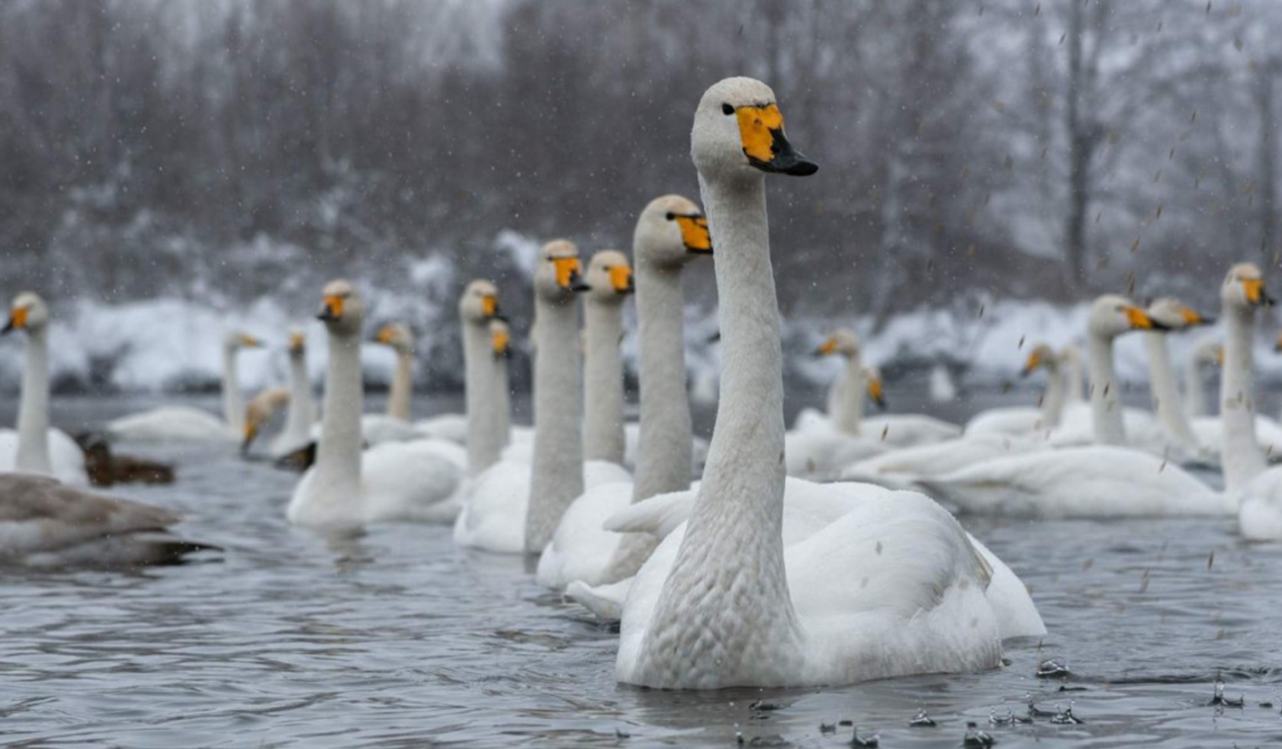 «Лебединое озеро» - незамерзающее пристанище птиц